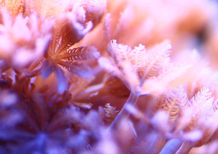 Picture of Xenia Pulsing Coral in my reef tank